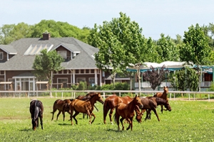 以馬為夢，為中國獨有的馬術道路增光添彩
