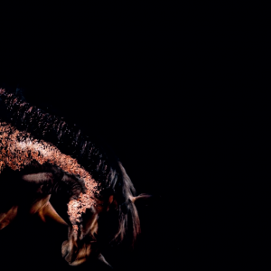 Glamour  Horses——馬之魅