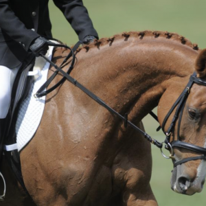 手、韁繩與“接觸”：別像騎自行車一樣騎馬！