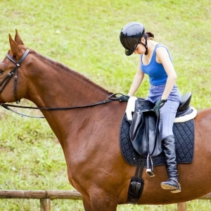 找回鞍上平衡：騎手與馬匹的平衡練習