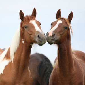 馬友配對指南：為你的馬找到合適的伙伴